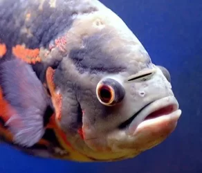 fish4.webp
