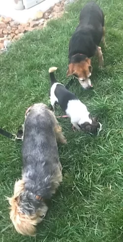 three_dogs.webp three_dogs.webp