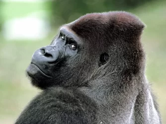 gorilla-desktop-hu4qzati214asars-3210304255.webp