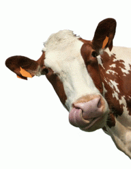 cowgomoo