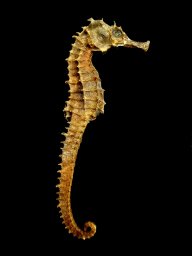 Seahorses