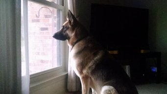 ShepherdWalker