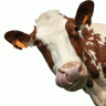 cowgomoo