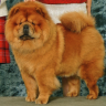 Lucky Chow