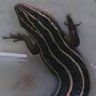 MarylandBlueTailedLizard