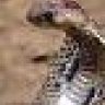 Snakebitten