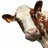 cowgomoo