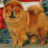 Lucky Chow